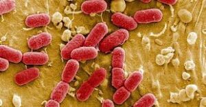 Escherichia coli Ehec: un pericolo sempre emergente